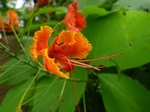 火炎樹の花.jpg
